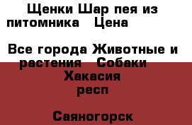 Щенки Шар пея из питомника › Цена ­ 25 000 - Все города Животные и растения » Собаки   . Хакасия респ.,Саяногорск г.